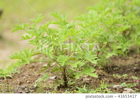 Rose geranium Rose geranium 41653417
