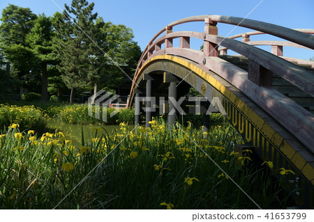 Shomyoji Temple's Pure Land Garden and Yellow Iris 41653799
