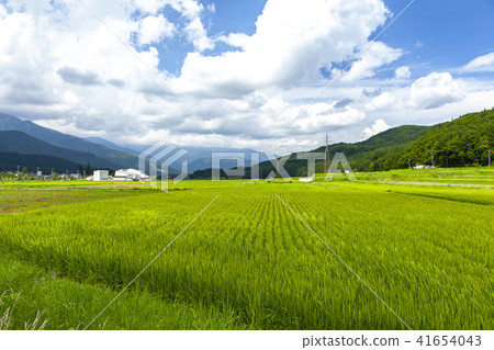 景觀國家稻田農業稻田水稻種植植物種植內陸種植農村農田種植 景觀國家稻田農業稻田水稻種植植物種植內陸種植農村農田種植 41654043