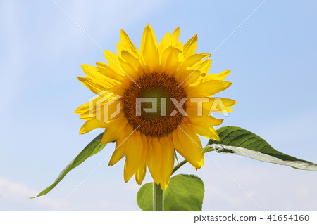 sunflower	 41654160