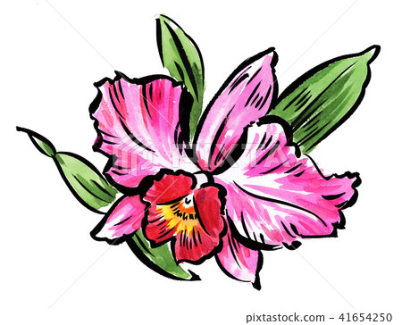 cattleya, pink, watercolour 41654250