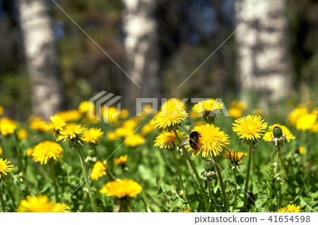 Blossoming dandelians with bumblebees with birch trees on the background 41654598