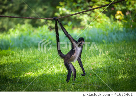 Portrait of Geoffroy's Spider Monkey 41655461