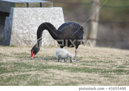 Parent and child of a black bird Parent and child of a black bird 41655490