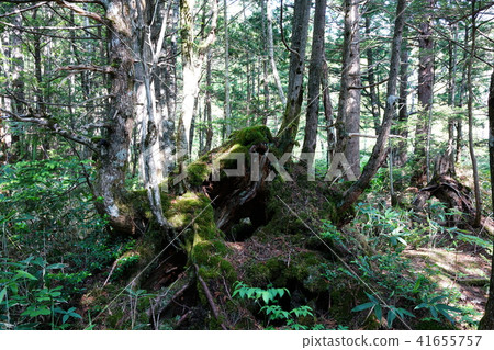 Norikura Kogen Kamiki更新 Norikura Kogen Kamiki更新 41655757