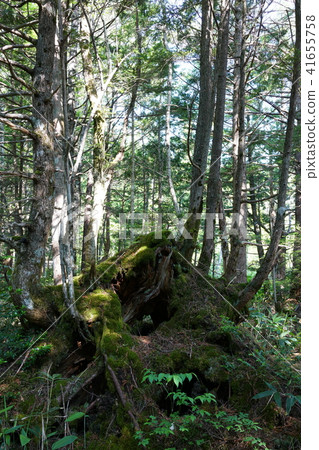 Norikura Kogen Kamiki更新 41655758