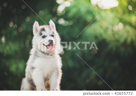 siberian husky puppy with bokeh sunlight siberian husky puppy with bokeh sunlight 41655772