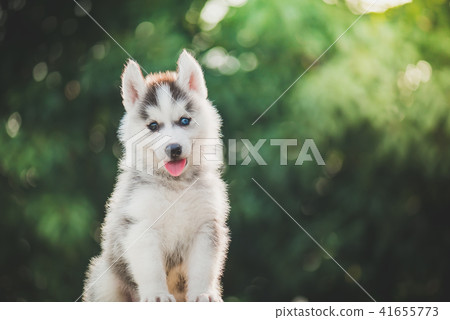 siberian husky puppy with bokeh sunlight siberian husky puppy with bokeh sunlight 41655773