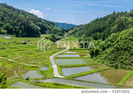 Bottle rice field Bottle rice field 41655802