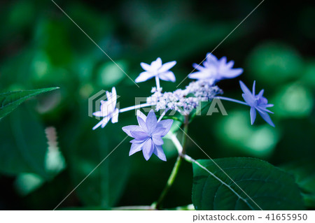 Mountain hydrangeas · seven steps flowers 41655950