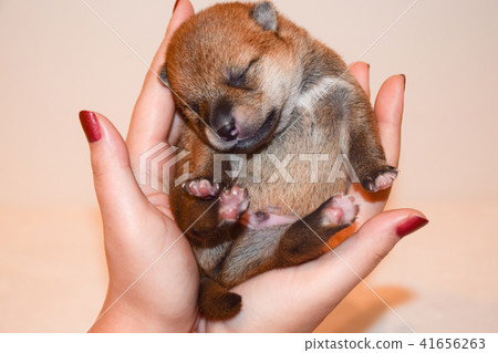 Shiba Inu S Baby On The Palm Of Your Hand Stock Photo