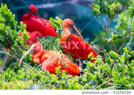 A Scarlet Ibis 41656290