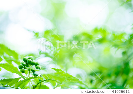 山正 山正 41656611