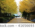 Autumn leaves of ginkgo trees in Sagamihara Kita Park 41656693