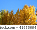 Autumn leaves of ginkgo trees in Sagamihara Kita Park 41656694