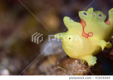 Frogfish Frogfish 41656984