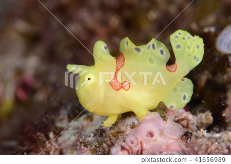 Frogfish 41656989