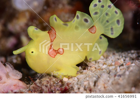 Frogfish Frogfish 41656991