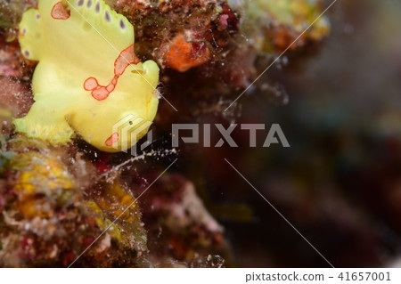 Frogfish 41657001