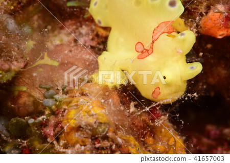 Frogfish 41657003
