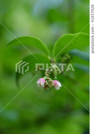 Coralberry flowers 41657026
