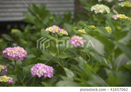 Hydrangea in Myokuraji Temple in Kawasaki City 41657062