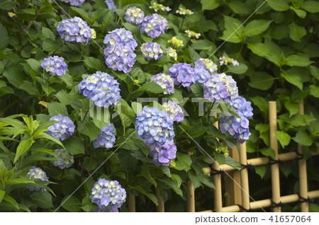 Hydrangea in Myokuraji Temple in Kawasaki City 41657064