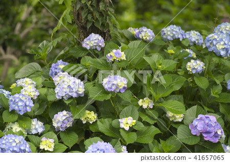 Hydrangea in Myokuraji Temple in Kawasaki City 41657065