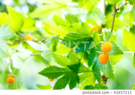 Blackfin tuna Blackfin tuna 41657211