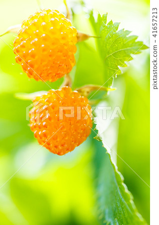 黑鰭金槍魚 41657213