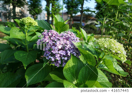 hydrangea   41657445