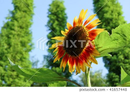 sunflower	 41657448
