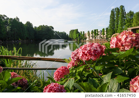 Hydrangeas and Bessho Marsh 41657450