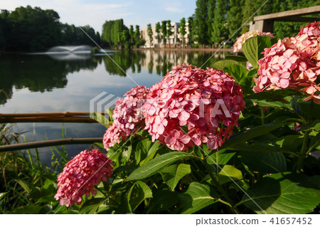 繡球花和別生沼 41657452
