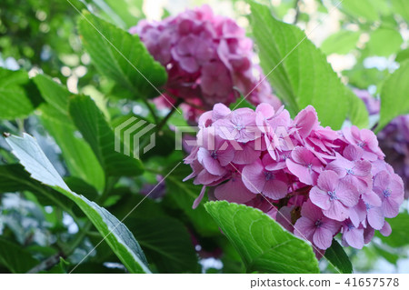Hydrangeas at Bessho Marsh Hydrangeas at Bessho Marsh 41657578