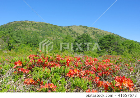 Ranged azalea of Yu no Maru plateau 41657678