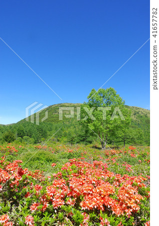 Yu no Maru高原的遠古杜鵑花 41657782