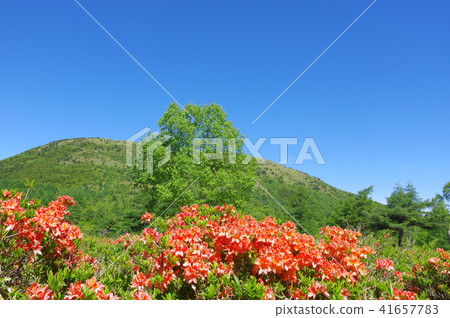 Ranged azalea of Yu no Maru plateau 41657783