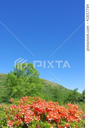 Yu no Maru高原的遠古杜鵑花 41657784