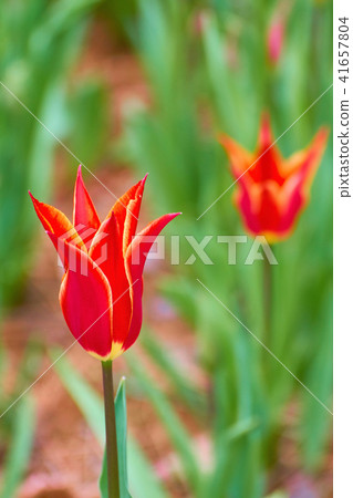 阿拉丁鬱金香 41657804