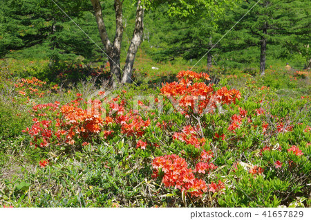 Ranged azalea of Yu no Maru plateau 41657829
