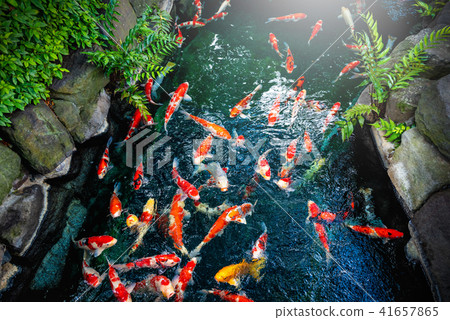 Colorful of fancy carp (fish japanese) swimming Colorful of fancy carp (fish japanese) swimming 41657865