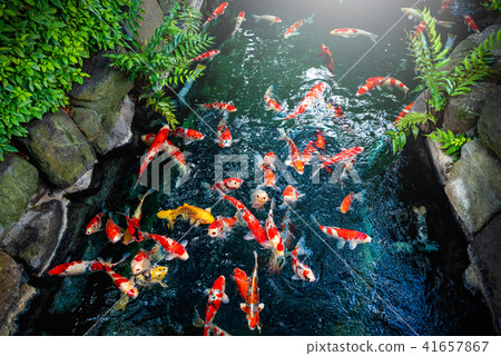 Colorful of fancy carp (fish japanese) swimming Colorful of fancy carp (fish japanese) swimming 41657867