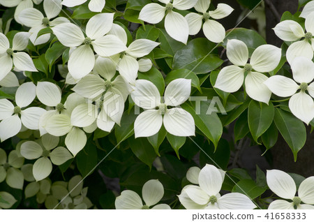Yamabashi flowers blooming in the precincts 41658333