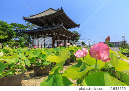 Kikoji的蓮花 41658353