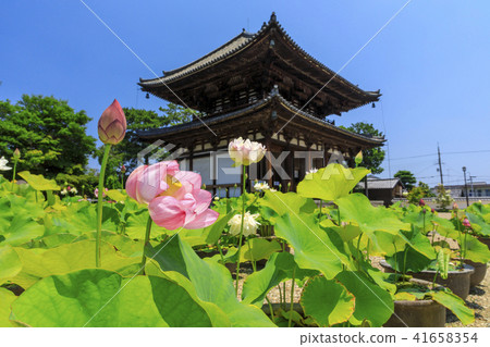 Kikoji的蓮花 41658354