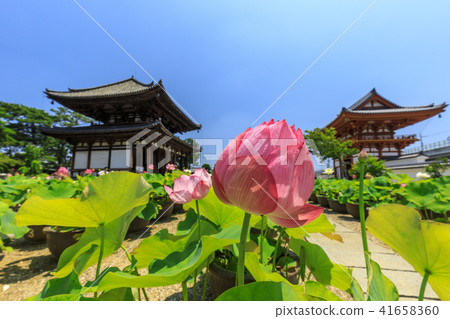 Kikoji的蓮花 41658360