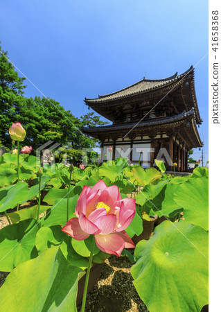 Kikoji的蓮花 41658368