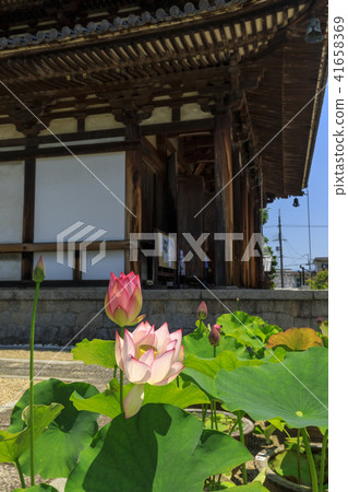 Kikoji的蓮花 41658369