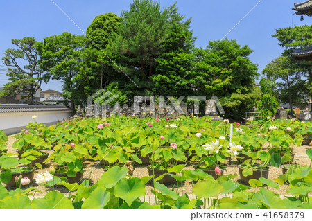 Kikoji的蓮花 41658379